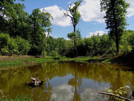 Un hermoso lago en un bosque de robles con un tocón en el agua y el reflejo de los árboles en la superficie del agua. Hermosos embalses naturales que se formaron como resultado de la inundación de áreas forestales.