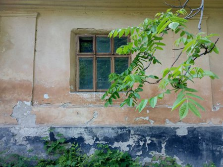 A branch of wild walnut against the background of an old wall of a house on which a window is placed. Old wooden window with glass on an old wall damaged by time and weather conditions.