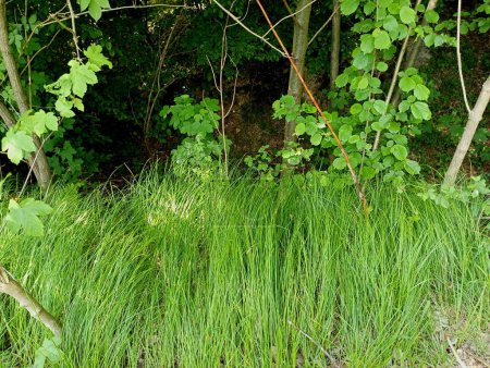 Forest green grass on the edge of a steep sloping cliff in the forest. Natural backgrounds and landscapes. Forest and forest plants.