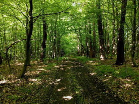 A forest dirt road in the summer straight into the depths of the forest among green trees covered with thick leaves. Landscape in the summer forest.
