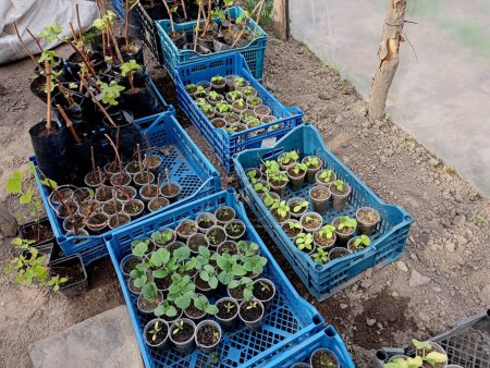 Foto de Muchas plántulas en copas de plástico dispuestas en cajas azules. Las plantas de semillero de pimiento los pepinos y las uvas en el invernadero en las cajas especiales. - Imagen libre de derechos