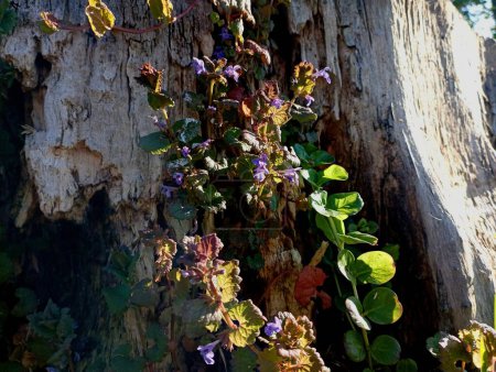 Gemeine Minze oder Hundeminze auf einem alten morschen Baumstumpf. Veilchenblüten einer Kreuzblume auf einem alten Baumstumpf. Hintergründe und Texturen mit Wald und Wildblumen.
