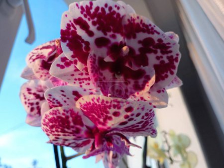 Rosa gefleckte Orchideenblüten. Blütenstand einer rosa Orchidee. Schöne Hintergründe und Texturen von Blumen und exotischen Pflanzen.