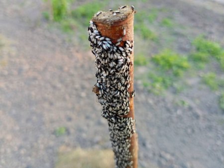 Beaucoup d'insectes sur un bâton coincé dans le sol dans le jardin. Beaucoup de petites fourmis ailées et de petites mouches.