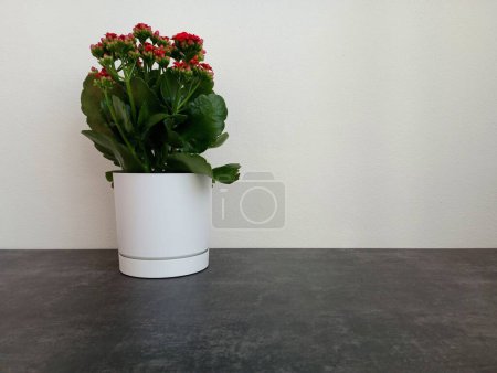 Photo for Kalanchoe Blossfeld on a dark concrete surface against a white wall in a white pot with soil. Home plants and flowers. - Royalty Free Image