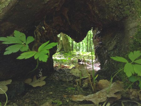 A hole in the root of an oak through which the forest landscape is visible. Beautiful forest backgrounds and textures. Nature and natural landscapes with trees.
