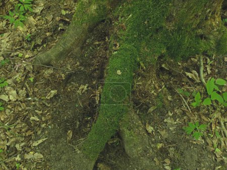 Rastros de la vida de animales salvajes cerca del ahumado de un viejo árbol grande en el que toda el área del sistema radicular está cubierta de musgo verde del bosque.