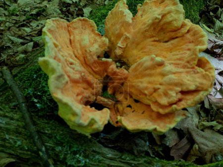 Im Wald wächst ein großer orangefarbener Lametta-Pilz auf einem alten morschen Baumstumpf. Giftige Waldpilze und ihre Sammlung im Frühjahr. Schöne Hintergründe und Texturen mit Pilzen