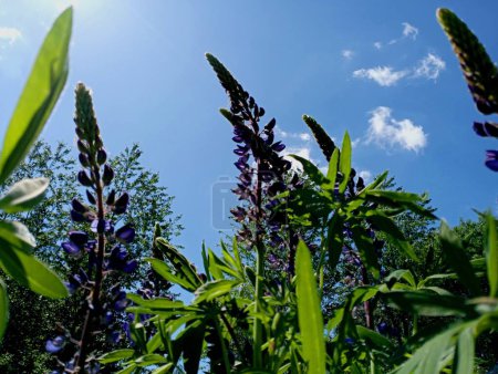 Perennial flowers of a multi-leaved lupine against a background of a blue sky with beautiful blue inflorescences and many small flowers on one stem. Beautiful perennial wildflowers
