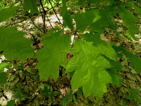 A branch with green oak leaves in the forest in summer. Bright leaves are fresh in summer on an oak tree.