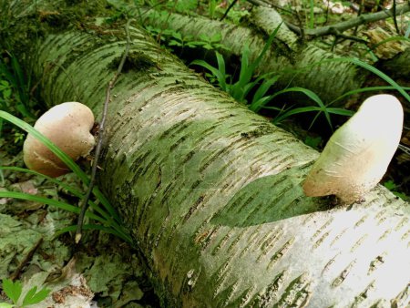 On the trunk of a white birch lying on the ground and rotting, tree parasitic fungi grow. Poisonous mushrooms found in spring in the forest. Poisonous tree mushrooms.