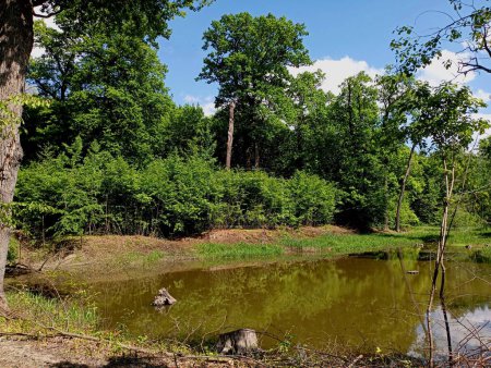 Un hermoso estanque en el bosque con viejos tocones de roble en su agua. Grandes robles y pequeños carpes crecen en las orillas del estanque. Los árboles que crecen en la orilla se reflejan en la superficie del agua.
