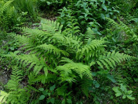Beautiful fern bush in the forest. Large expanses of broad-leaved green fern in a dark forest illuminated by sunlight in summer.
