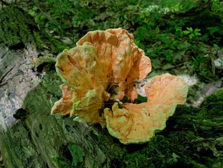 Ein großer schwefelgelber Zunder an einem alten morschen Baum im Wald im Frühjahr. Pilze suchen und die ersten Frühlingspilze finden.