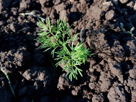 Des jeunes carottes vertes dans le sol. Feuilles de jeunes carottes qui viennent de pousser sur un sol noir. Cultiver des légumes dans un endroit écologiquement propre.