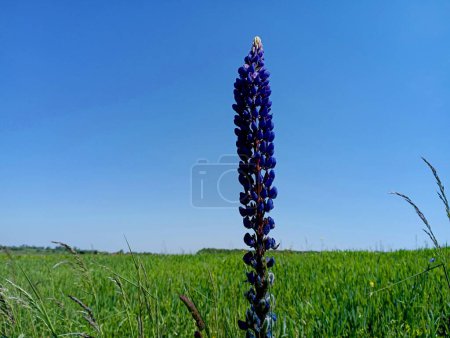 Blauer Blütenstand blauer Lupinen auf dem Hintergrund des Himmels in einem grasbewachsenen Feld. Natur und Pflanzen. Schöne mehrjährige Blumen mit einem großen Blütenstand aus kleinen Blüten.