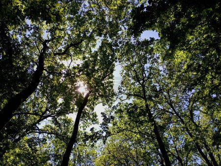 The upper tier of an oak forest with branches on a background of a blue sky. Oak crowns through which the sun's rays break through cover the sky. Tall oaks with green leaves.