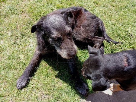 Two black injured dogs are playing and resting on a grassy lawn. Caring for sick pets and providing them with medical assistance.