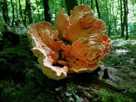Beautiful large sulfur yellow tinder in the forest against the background of green trees. Themes of mushrooms and nature. A diverse world of mushrooms.