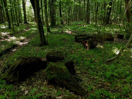 Viejos tocones de roble cubierto de musgo verde entre los árboles forestales junto a un camino de bosque de tierra. Bosque mixto de verano verde. Bosque paisaje.