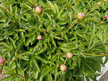Unopened buds of red peonies on a bush. Beautiful natural backgrounds with plants and flowers. Unopened peony buds.