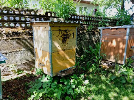 The beehives in the apiary are made of wood, on the walls of which there are many bees. an old apiary near a concrete wall with wooden beehives of the dadan type. The topic of dogs and beekeeping.