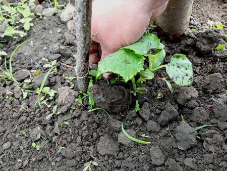 Manual weeding of beds with cucumbers. the topic of growing vegetables and caring for plants. A person weeds a garden by hand, pulling out small green harmful weeds from the soil.