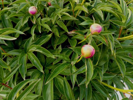 Unopened buds of red peonies on the background of a green bush. Gardening themes and natural backgrounds with flowers.