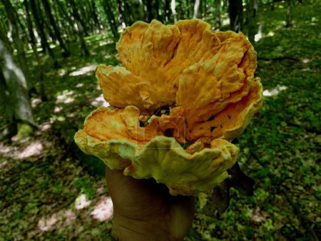 In a person's hand, the first spring mushroom is sulfur-yellow tinder. Edible tree mushrooms in the forest. Search for mushrooms in the forest. Hobbies and outdoor recreation. Unusual ingredients for delicious mushroom dishes.