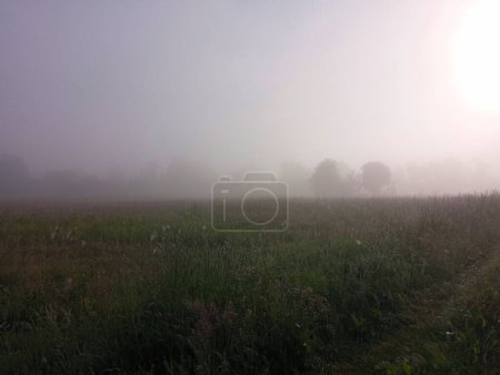 In the morning, the grassy field is covered with fog in which you can see the contours of the trees. Beautiful natural landscapes and weather conditions. Precipitation and other natural phenomena.