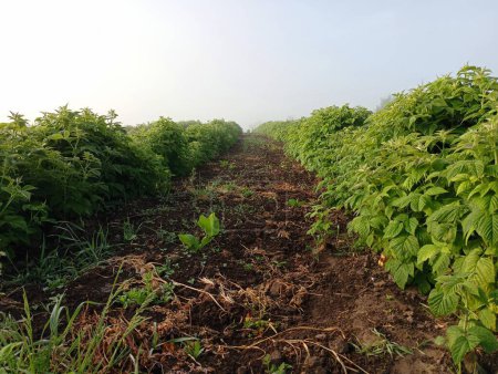 Rows of green red raspberry bushes in a raspberry plantation with a wide strip of weeded soil between them. A beautiful landscape on a raspberry plantation on a fine foggy day.