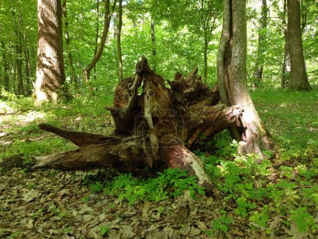 Eine alte riesige Wurzel wurde aus dem Boden gerissen und klebte vor dem Hintergrund grüner Blätter an einem Baumstamm in einem Wald. Das Thema Entwaldung und Entwurzelung von Bäumen.