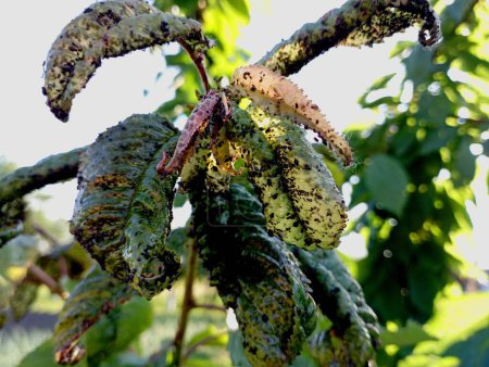 A large number of harmful insects background on green broad cherry leaves. Pests that harm the growth of trees. Insect pests on tree branches.