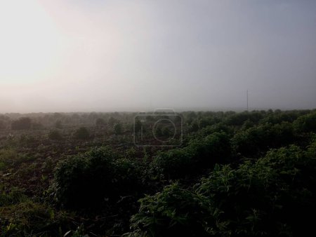 Fog over a field with rows of green raspberry bushes. Beautiful morning landscape on a field with raspberries. Growing raspberries on an industrial scale in large fields.