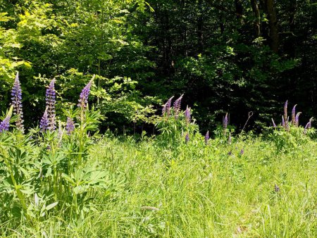 A green forest glade on which the blue lupine multi-leaved perennial wildflower grows. A beautiful green summer glade in the middle of a bright green saturated forest. Ecosystem and wildflowers.