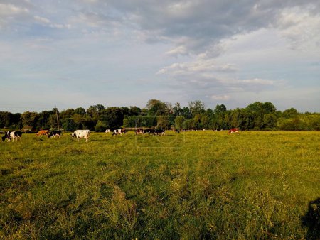 Una manada de vacas está pastando en un pasto con hierba fresca verde bajo un cielo azul claro en un pequeño grupo. Vacas multicolores en el pasto. El tema de la cría de animales y la obtención de grandes bovinos picados.