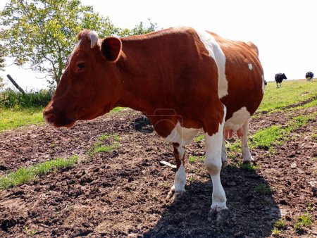 Eine braun gefleckte Kuh im Hintergrund einer Rinderherde auf einer Weide. Pflege, Pflege und Einsatz von Kühen im Alltag. Kuhfarm mit schönen Tieren.