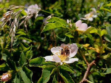 A small bee insect collects nectar with its small proboscis on a white flower with small petals on a rosehip bush in summer. The topic of summer honey collection by bees.