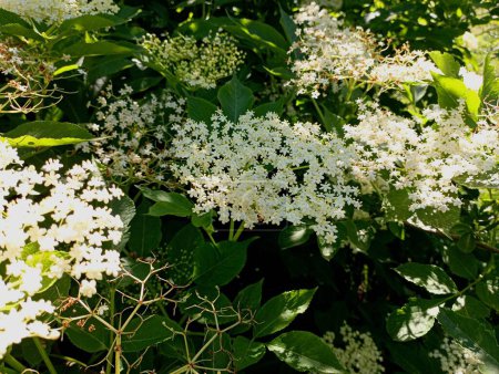 Texture of white elder flower on a green bush in summer during flowering. The useful medicinal flower of the elder is ripe on the branches of the bush. Summer backgrounds and textures with plants and trees.