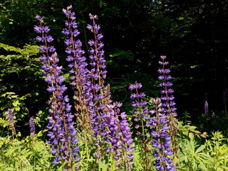 A forest glade on which many lupine flowers grow. The subject of wild flowers and forest plants. Nature and beautiful wild flowers.