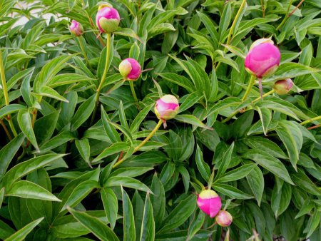Buds of unbloomed peonies on a green bush. Texture of flowers and plants.