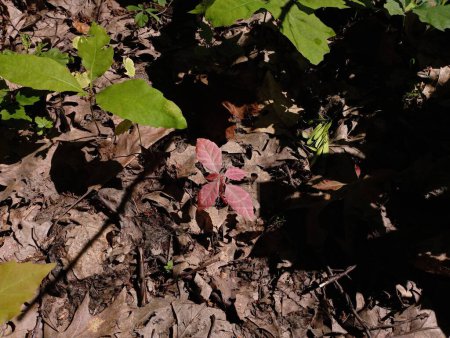 Entre los plantones jóvenes del roble, una plántula cuyas hojas son rojas está creciendo. Árboles jóvenes en el bosque.