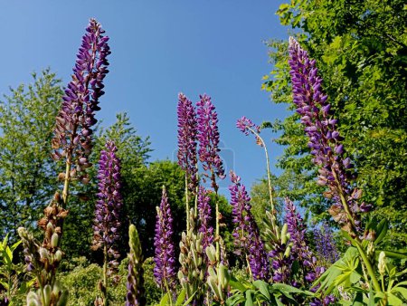In a forest glade, among the grass, a broad-leaved lupine is a large group of flowers with a bright blue color and large inflorescences. Landscape with beautiful wild flowers on the background of the sky and forest trees.