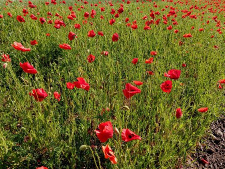 A beautiful spacious field with red wild poppies, which are divided by bright flowers. Many wild poppies in one area of the field. Wild flowers and textures of component flowers.