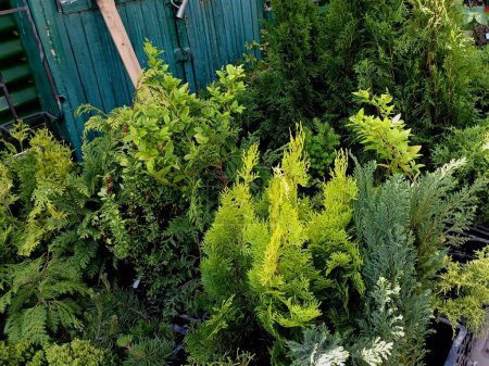 Sale of decorative conifers on. spontaneous market on the street of the city. At the closed door, you will find many decorative plants for sale.