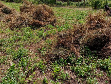 Dry hay raked into small piles on a grassy field. Preparation of fodder for animals for the winter. Topics of agriculture and farming.