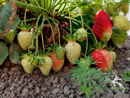 Beaucoup de fraises de couleur verte et rouge sous un buisson sur le fond du sol. Le thème de la culture des fraises dans des conditions écologiques à la maison sans l'utilisation de produits chimiques.