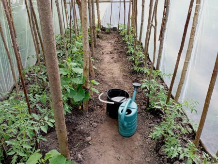 Inside the greenhouse with tomatoes, water is prepared for watering plants in a watering can and in a black bucket standing on the ground inside the room. Construction for growing vegetables. Topics of agriculture and food growing.