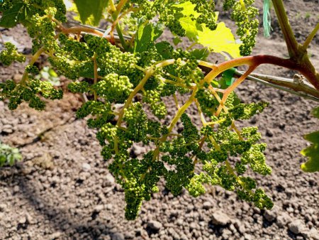 A giant grape is a young table grape vine with many bunches that have not yet filled with juice. Before reaching a cluster of table grapes on the vine.
