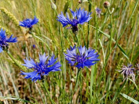 Blaues Feld helle Blumen. Zerbrechliche Feldkornblumen blühten mit leuchtend blauen Blüten vor dem Hintergrund hohen grünen Grases. Das Thema Sommer und Wildblumen.